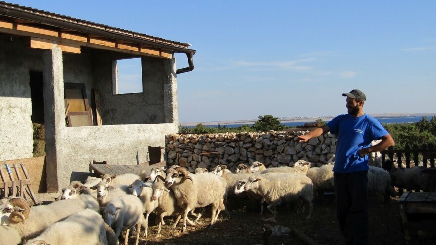 Dokazali da je istina kad se kaže: svaka paška ovca mala je banka