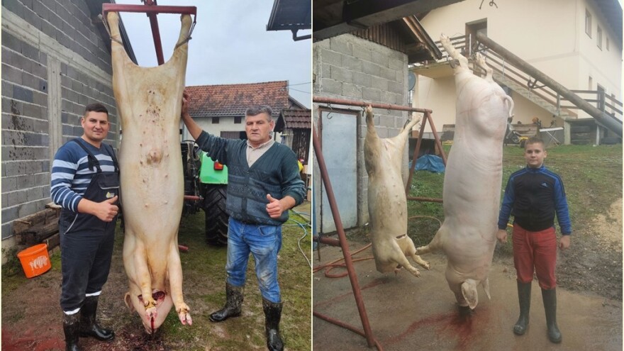 Za svinokolj pripremili "kapitalne" tovljenike - koliko kila imaju?