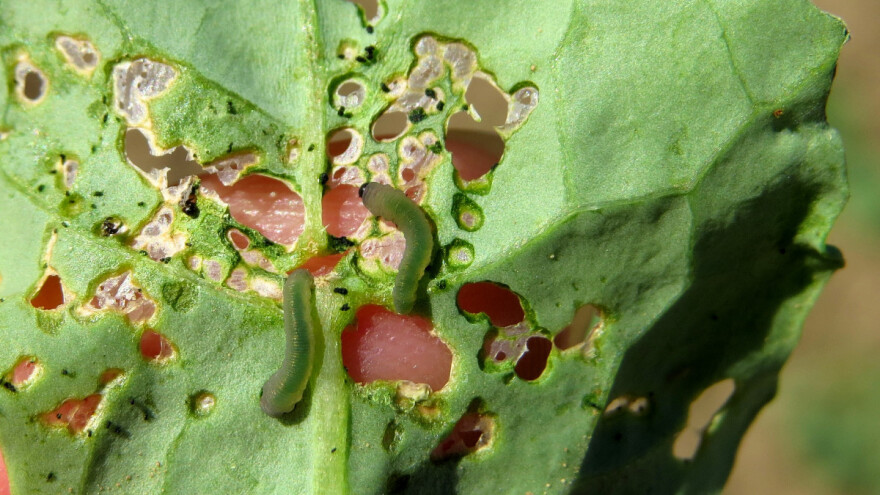 Kako zaštititi uljanu repicu od štetočina?