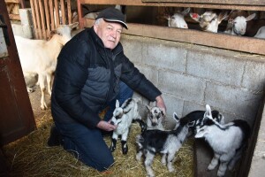 Čudo u štali: Koza Gabrijela, iz stada Vinka Šarina, ojarila šestorke!