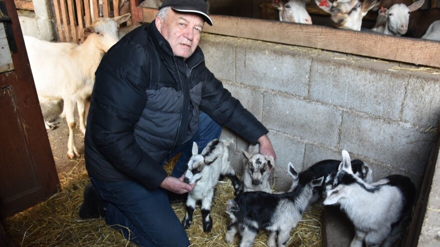 Čudo u Pakoštanima: Koza Gabrijela, iz stada Vinka Šarina, ojarila šestorke!