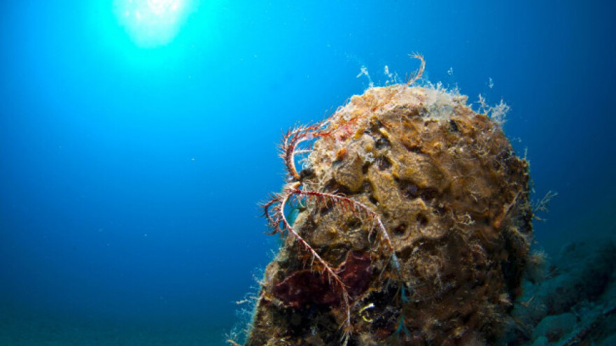 Ugrožena školjka Mediterana se vraća u Jadran