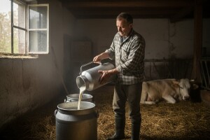 Pale cene mleka u Sloveniji!