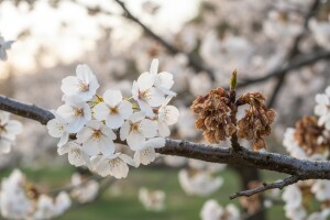Palež cvjetova i rodnih grančica koštićavih voćaka