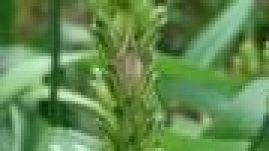 Palež klasa pšenice