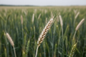 Palež klasa pšenice