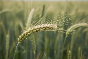 Palež klasa pšenice