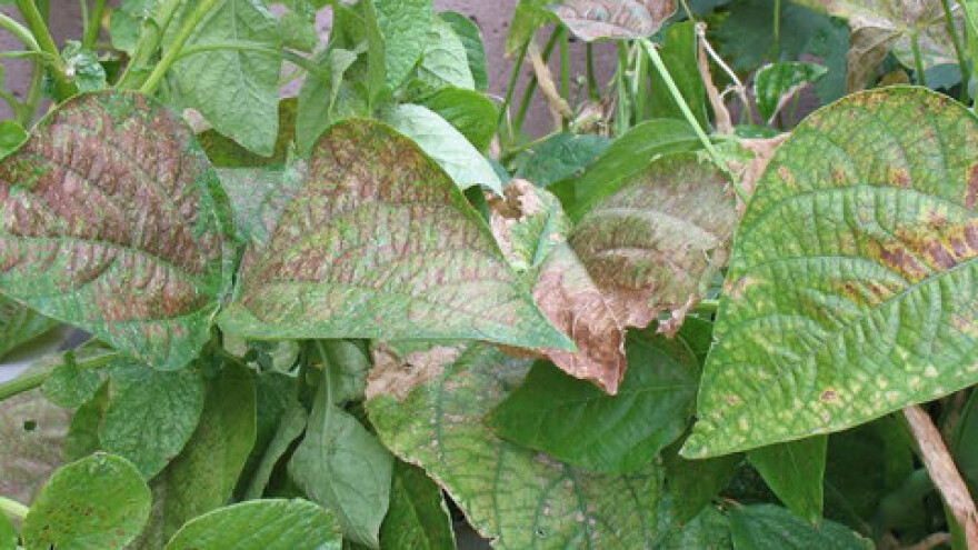 Javlja se palež na listu povrća