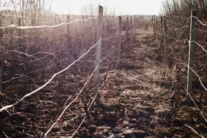 Palio biljni otpad, zapalio susjedov vinograd i maslinik