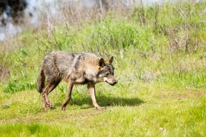 Palio travu da otjera vukove, vatra se otela kontroli: Izgorjelo 7,5 hektara raslinja i šume
