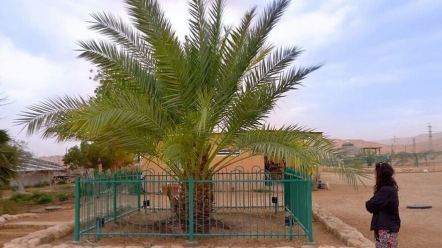 Uspješno uzgojili stabla datulja iz Isusovog vremena - iz sjemena starog 2.000 godina