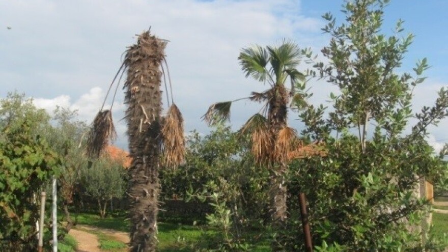 Tretiranje palmi protiv karantenskih štetnika