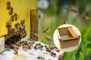 Prva bh. "pametna košnica" koja prati težinu meda i jača pčelinji fond