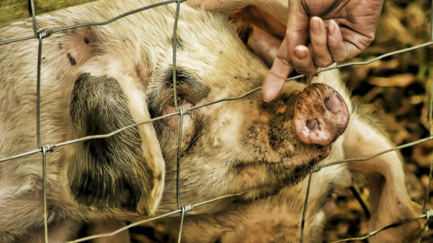 Krave sklapaju prijateljstva, svinje igraju videoigre