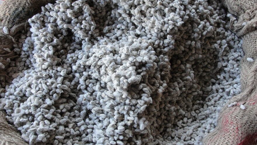 Semenke GMO pamuka kao hrana za ljude? SAD dale zeleno svetlo