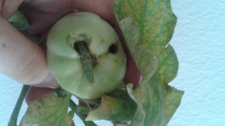 Pamukova sovica - problem ratara i povrtara