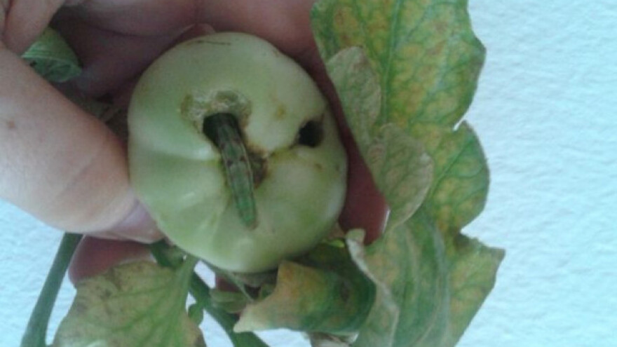 Pamukova sovica - problem ratara i povrćara