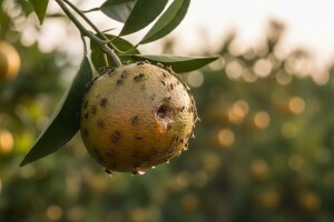 Panika na Neretvi: "sterilni" kukci s domaćom muhom stvaraju mutante
