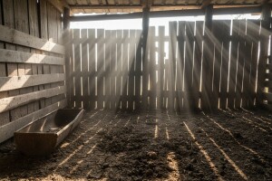 Panika u Slavoniji: Nema kiše, ali ni - odojaka!