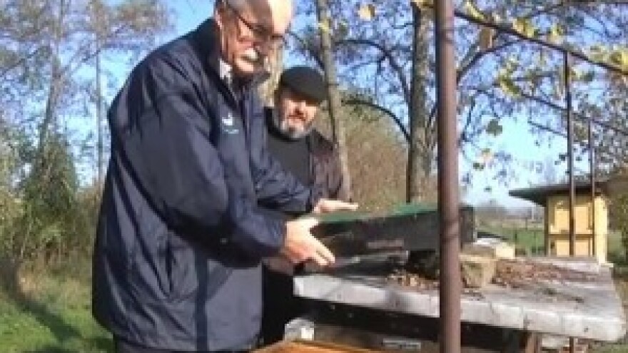 Dresiranjem pčela do većih prinosa voća i povrća