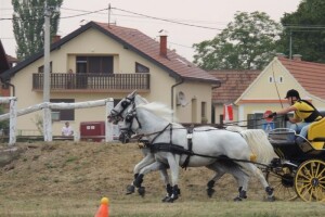 Izazov za konjogojce koji žele okušati sreću!