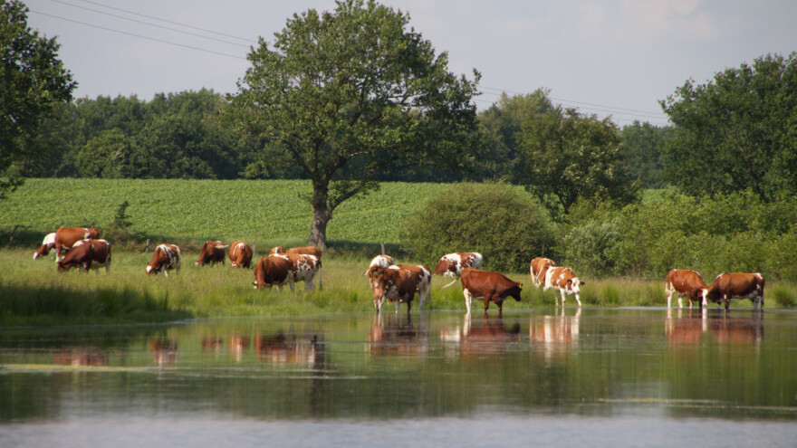 Bilo je tijesno: Izglasan Zakon o obnovi prirode - ko mu se raduje?