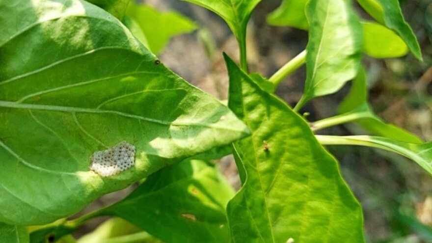 Sušno vreme u narednom periodu - papriku napadaju kukuruzni plamenac i pamukova sovica