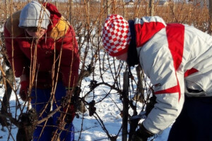 Ledena berba u vinogradima Mladena Papka