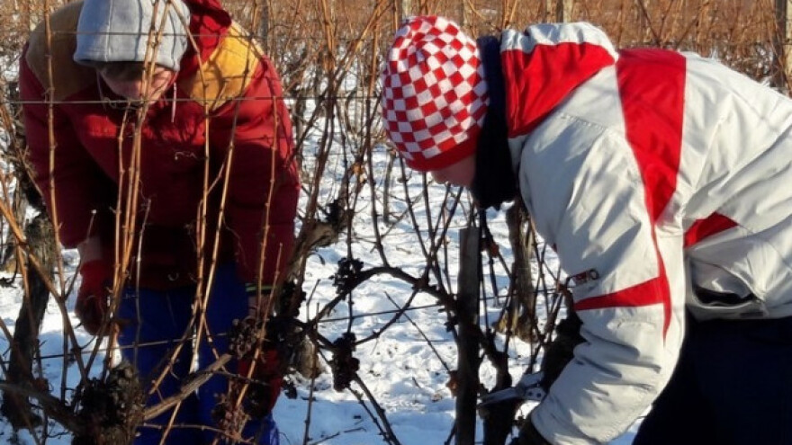 Ledena berba u vinogradima Mladena Papka