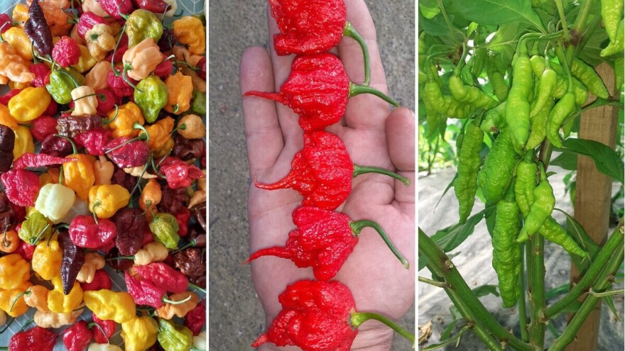 Omer uzgaja 100 sorti ljutih papričica: "Kucao sam na mnoga vrata, nitko ne haje"