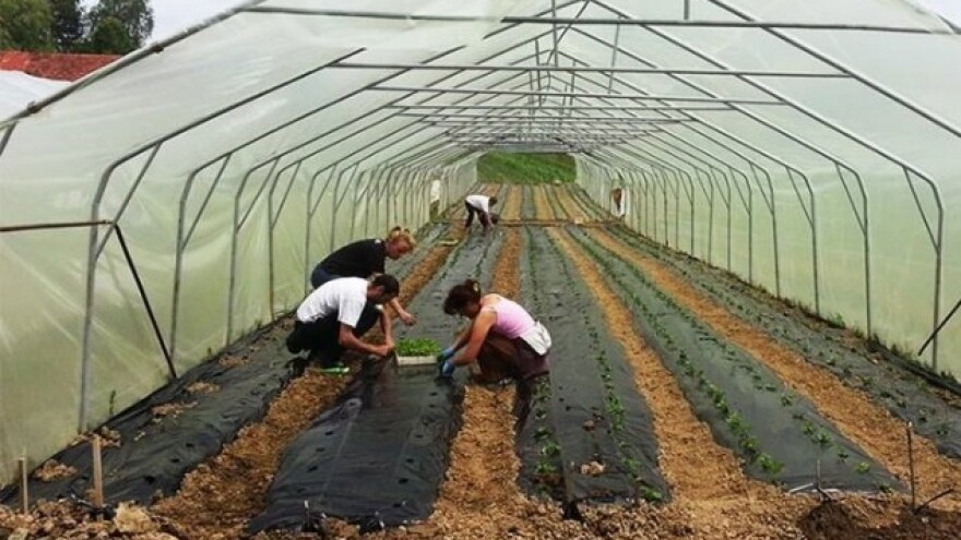 Traženi kooperanti za uzgoj chili papričica