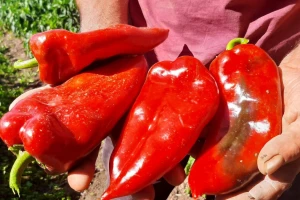 Moravska kapija najlepše miriše kad se sprema zimnica, Dobrica sadi samo ovu sortu