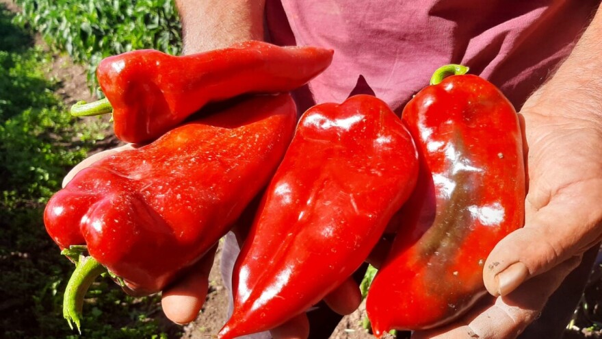 Moravska kapija najlepše miriše kad se sprema zimnica, Dobrica sadi samo ovu sortu