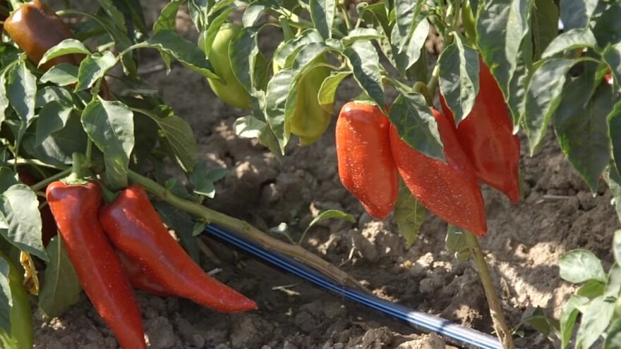 Povrtarstvo na kredit