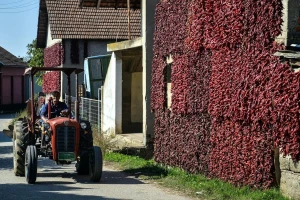 Donja Lokošnica: Selo okićeno paprikom