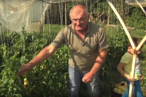 Berba paprike u povrtnjaku obitelji Japarić - nema ništa bez kidanja zaperaka