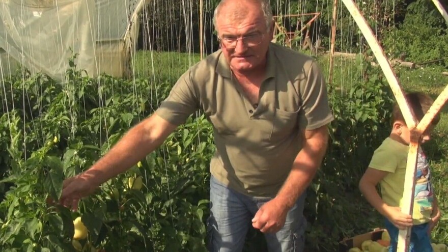 Berba paprike u povrtnjaku obitelji Japarić - nema ništa bez kidanja zaperaka