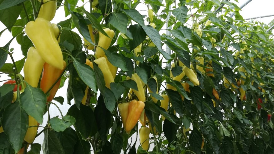 Trebalo bi se ozbiljnije pozabaviti pitanjem: Šta jedemo i ko sve proizvodi hranu?!