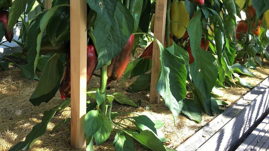 Papriku đubrite prirodnim preparatima koje možete i sami da napravite