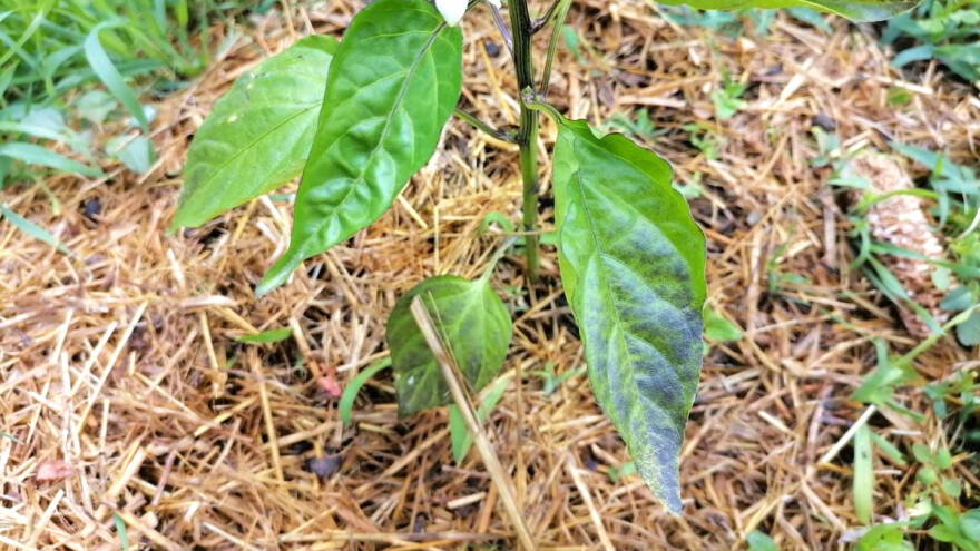 Ljubičasta boja i uvijanje lista paprike: Kako spriječiti ovu pojavu?