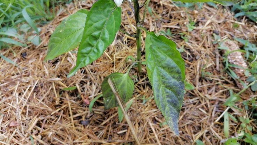 Ljubičasta boja i uvijanje lista paprike: Kako sprečiti ovu pojavu?