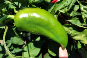 Obratite pažnju na štetočine - ugroženi su kukuruz šećerac i paprika
