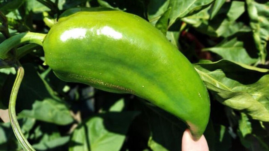 Obratite pažnju na štetočine - ugroženi su kukuruz šećerac i paprika