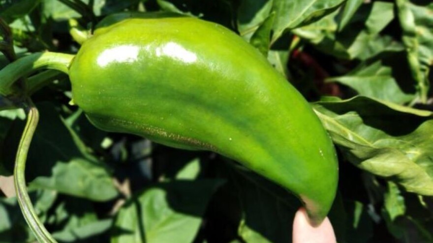 Treća generacija kukuruznog plamenca u paprici i kukuruzu