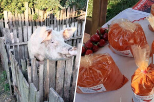 I povrćari na mukama: Začinska paprika nikome ne treba, tko će nama nadoknaditi štetu?