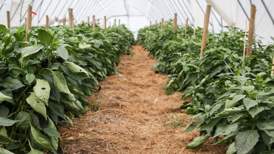 Paprika - dobre i loše komšije utiču na razvoj biljke