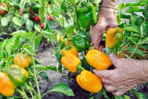 Paprika - dobri i loši susjedi?