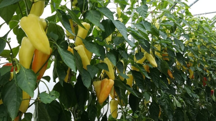 Proizvodnja paprike - iz rasada ili direktnom setvom?