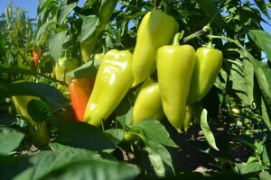 Sirova paprika vrvi vitaminom C