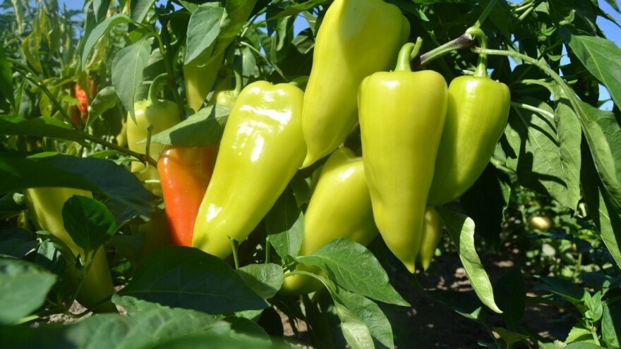 Sirova paprika vrvi vitaminom C